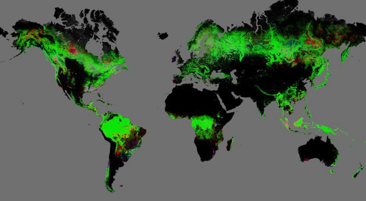 The Assumption Of Palm Oil As The Cause Global Deforestation Is Completely Wrong