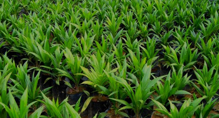 Oil Palm Plantations Use Inorganic Fertilizer Higher Than Other Vegetable Oils | Myths & Facts 2-03