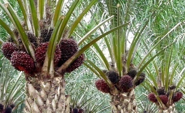 Global Oil Palm Plantations Have Larger Acreage Than Other Vegetable Oil Plantations | Myths & Facts 2-02