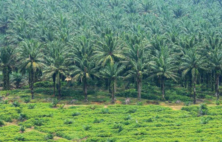 RI Asked To Effectively Counter Palm Oil Black Campaigns