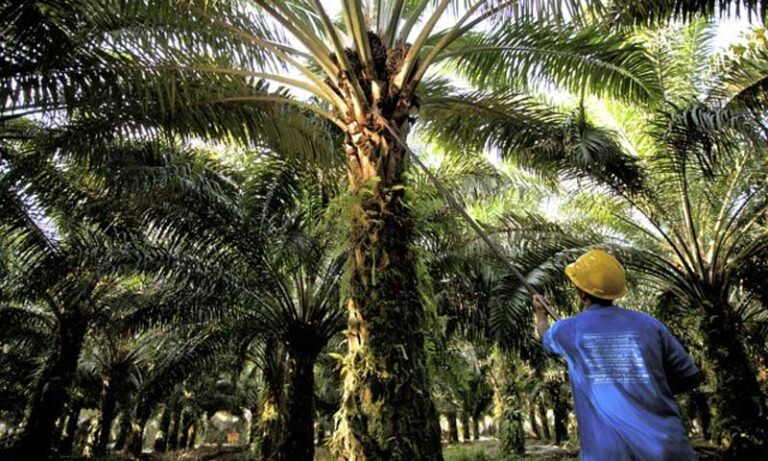 Optimistic! Palm Oil Operations To Stay Normal Amid COVID-19