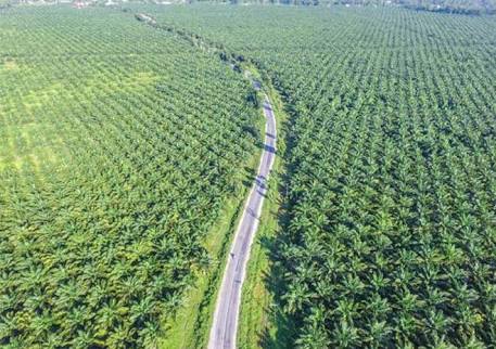 Overly Expansive Oil Palm Plantations | Myths & Facts 2-01