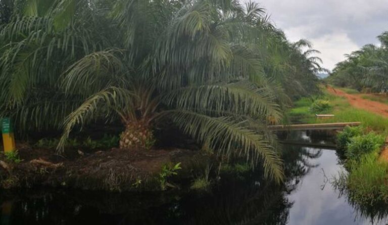 Revealing The True Facts Of Peat Lands In Indonesia