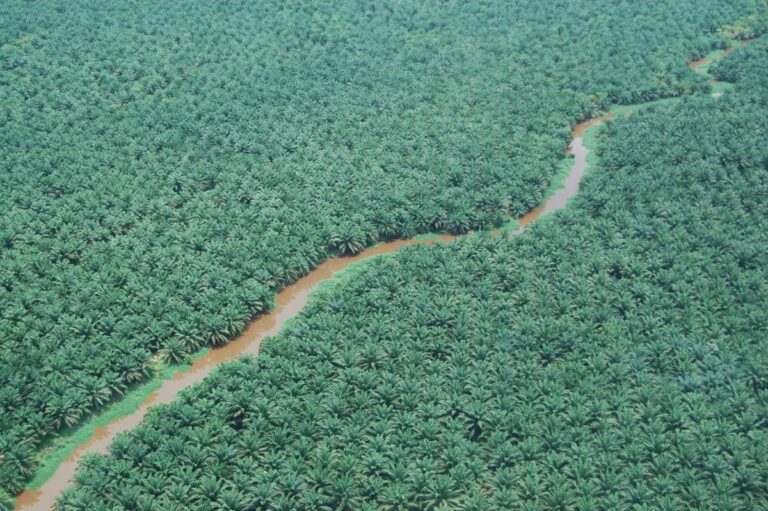 Palm Oil Damages Environment?