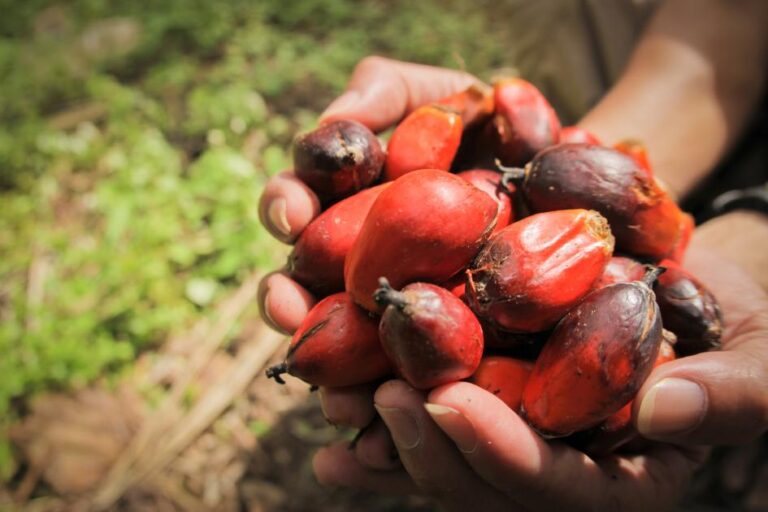 Palm Oil Price And Export Improving