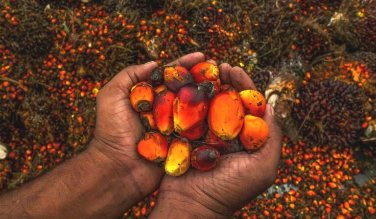 Palm Oil Imports Disadvantage Developed Countries | Myths & Facts 2-06