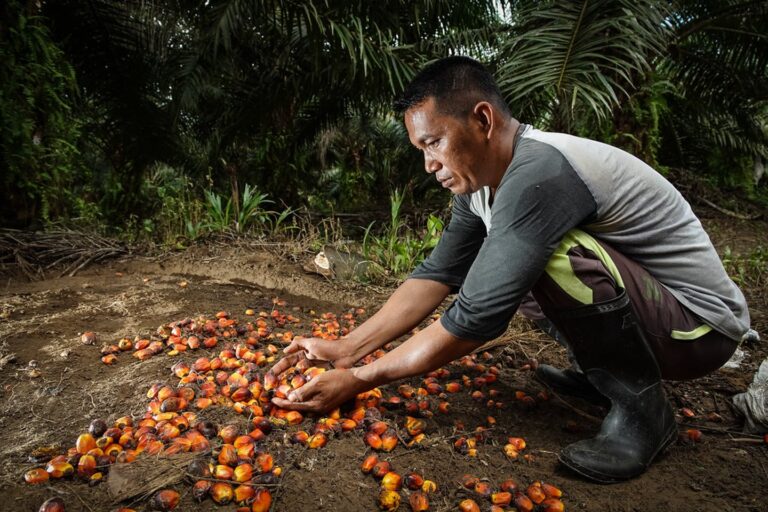 Oil Palm Smallholders And Companies Urged To Strengthen Partnership