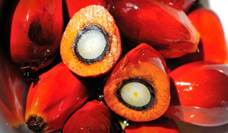 OPTINION: No-Plantation Mills Prompt Green And Social Problems