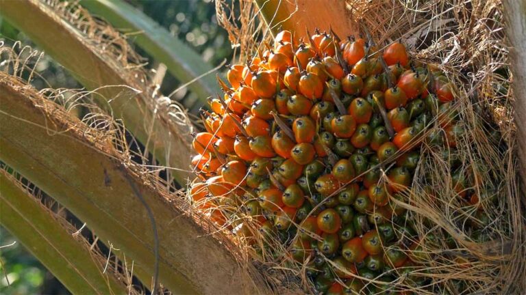 PALM OIL INDUSTRY PERFORMANCE IN JULY 2023: Export Strengthens, Stock Weakens