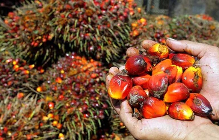 Production Remains Low, Palm Oil Price Stays High