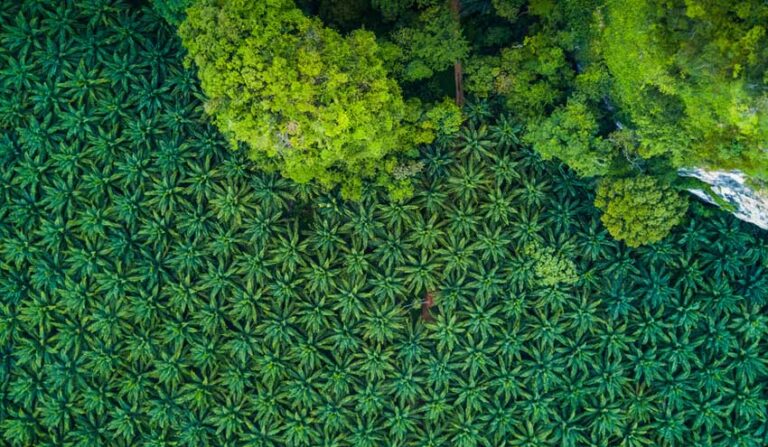Oil Palm Companies Play Strategic Role To Prevent ‘Karhutla’