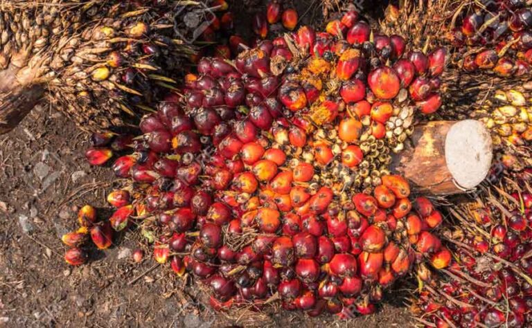 US Sanction On Malaysian Palm Oil Worries Indonesian Firms