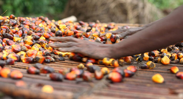 Thanks To Oil Palm, Indonesia’s Remote Areas Developing