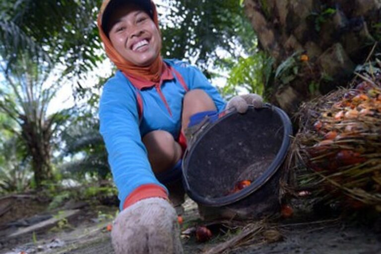 Millions Of Work And Business Chances Created By Palm Oil