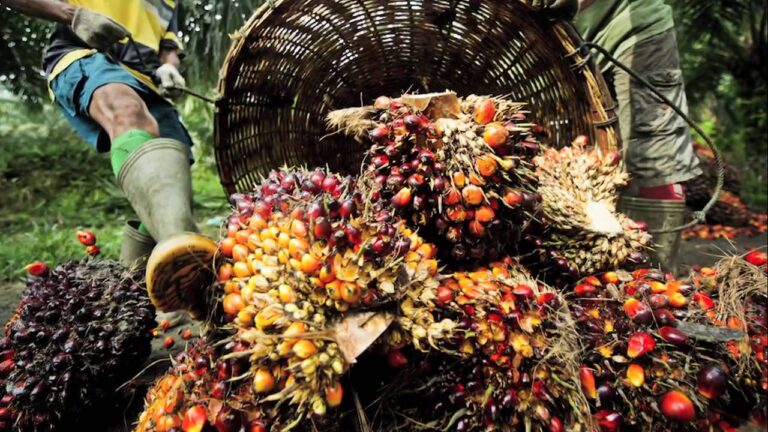 Palm Oil Contributes To Global Job Creation!? How Come?