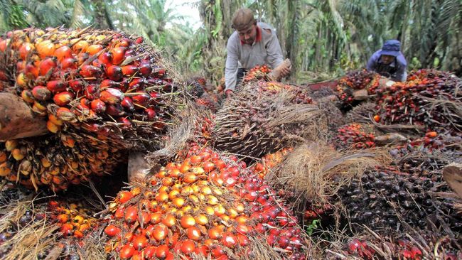 Palm Oil Production Not Improving, Price Retains