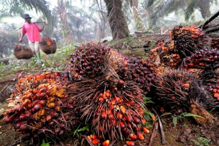 Gapki: Palm Oil Consumption Increases In 2020
