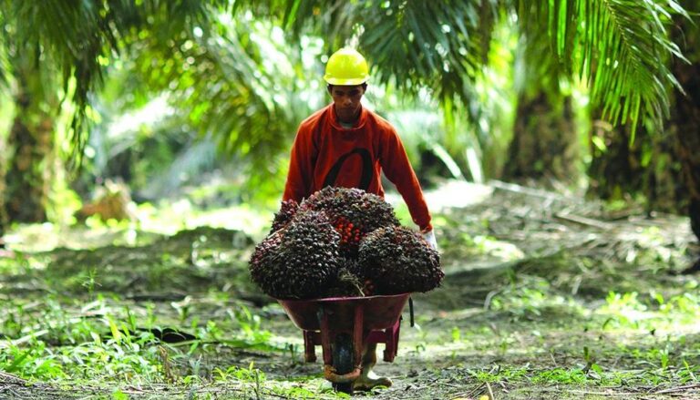 Swiss Voters Give Green Light To Indonesian Palm Oil