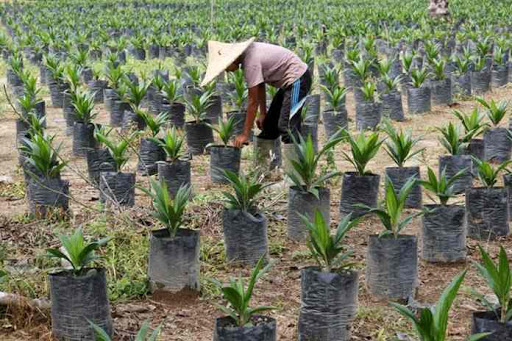 GAPKI: Some Factors Deter Smallholders To Join Replanting