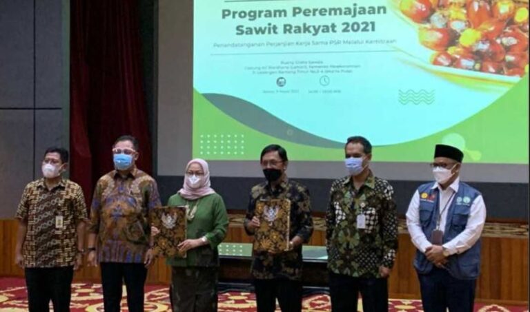 Gapki Sets Up Task Force To Expedite Oil Palm Replanting
