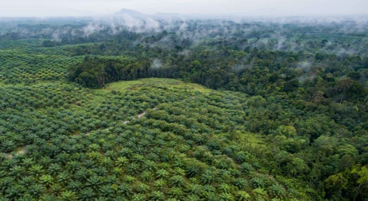 Palm Oil Can Create New Economic Centers in Regions