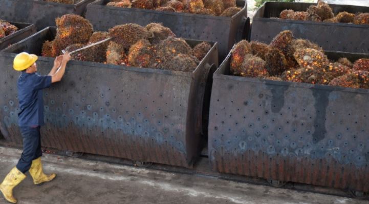 Palm Oil Export Durty Reviewed