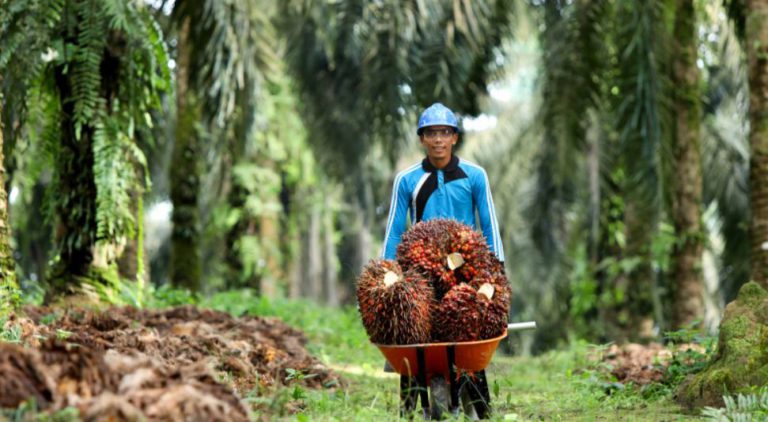 Economy: Agribusiness Sector Becomes Savior During Crisis