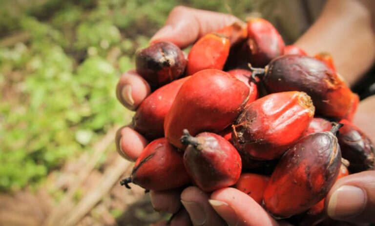 Don’t Read! This Will Change Your Stance On Palm Oil