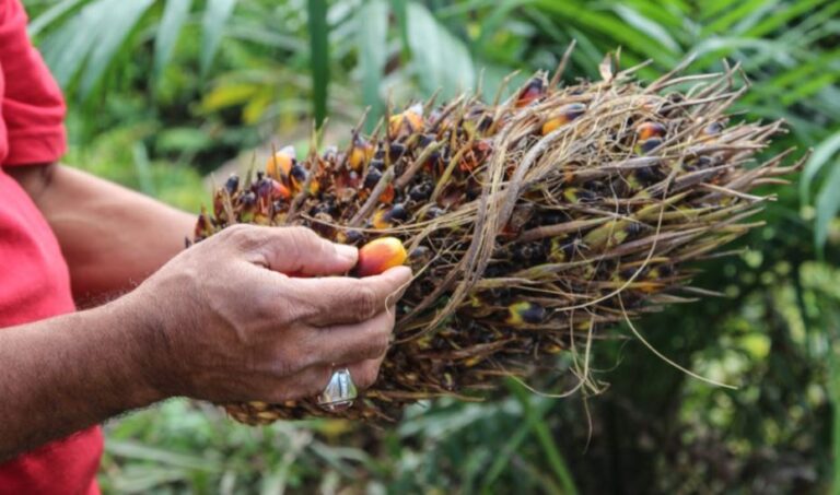 Price Stays High, Export Value 2021 Potential To Exceed US$35 Billion