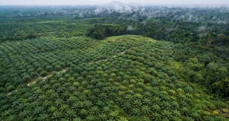 Unilateral Actions Of Forest Task Force Worsens RI’s  investment climate