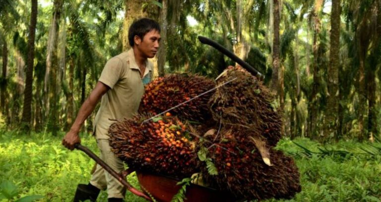 Gapki: No Layoffs In Palm Oil Industry During Pandemic