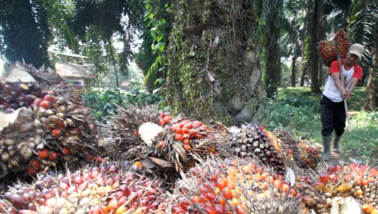 ILO Lauds GAPKI For Initiating “Child-Labor-Free Palm Oil”