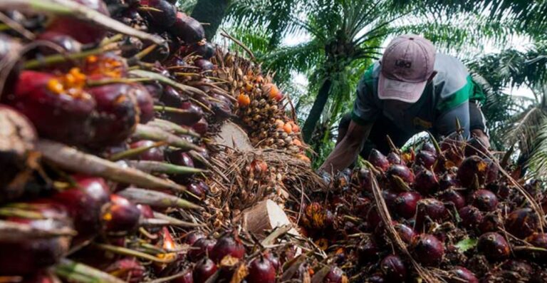 Palm Oil Performance In 2021 And Prospect In 2022