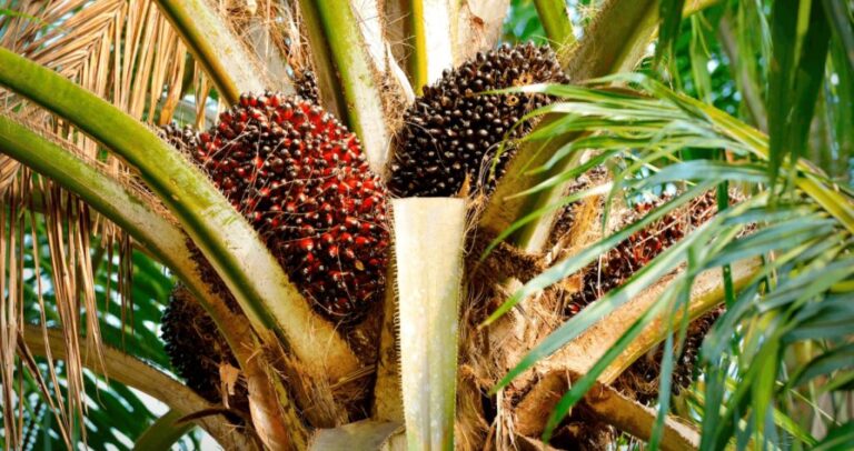 GAPKI: Palm Oil Industry Working On Two Homework Assignments