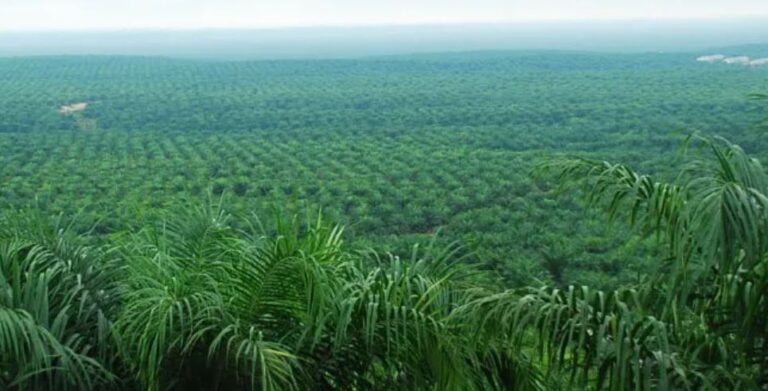 RI’s Palm Plantations Absorb 2.2b Tons Of Global CO2 Per Year