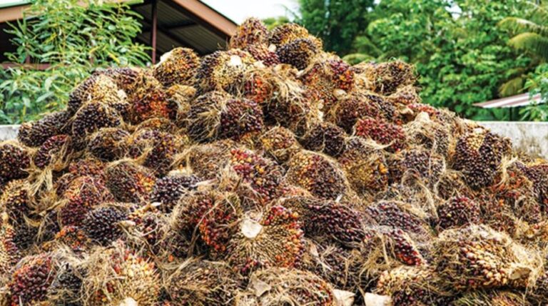Five Palm Oil Importing Countries Set Up APOA