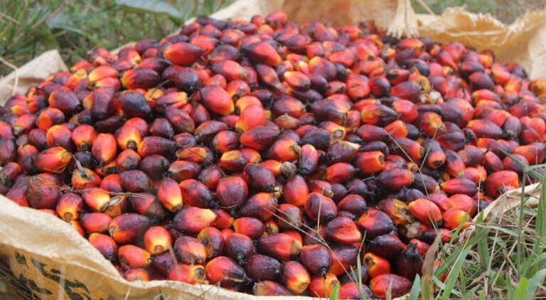 Export Rises, Domestic Stock Falls