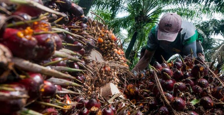 Oil Palm Plantation Expansion Is Unnecessary | Myth & Facts 2-08