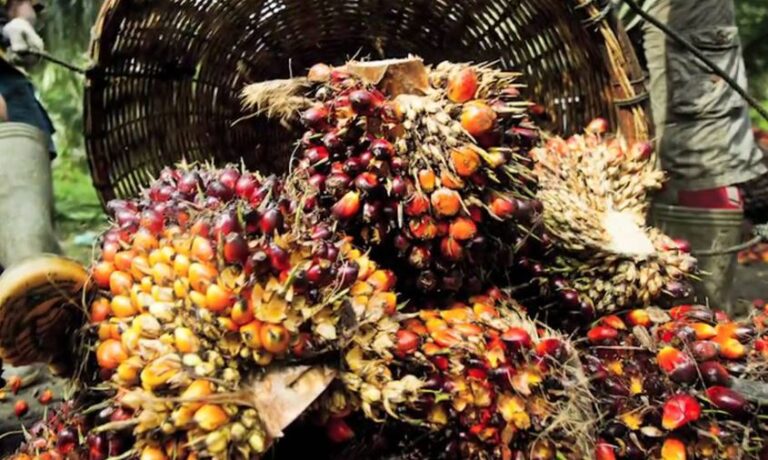 Palm Oil Industry Is Extractive | Myth & Facts 3-02