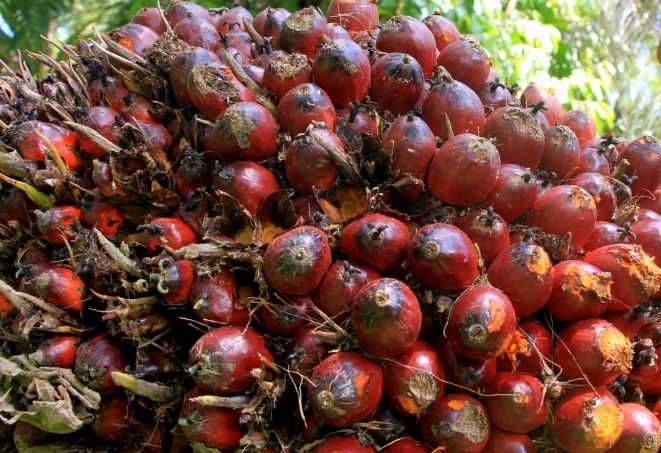 GAPKI: 5 Factors Keep Palm Oil Business Growing
