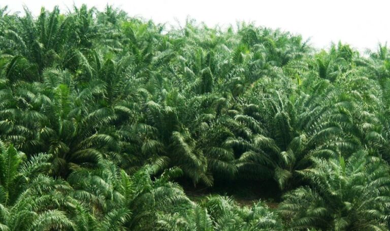 Oil Palm Plantations Make No Contribution To The Economy | Myth & Facts 3-01