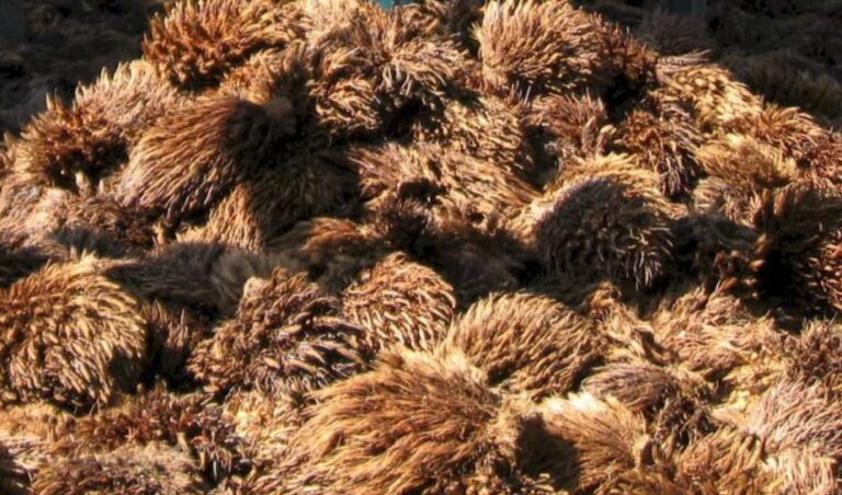 Palm Biomass Potential For Biochar Production With High Value