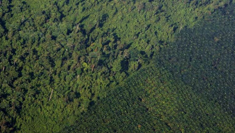 EU Members Still  Divided On Changes To Deforestation Rules