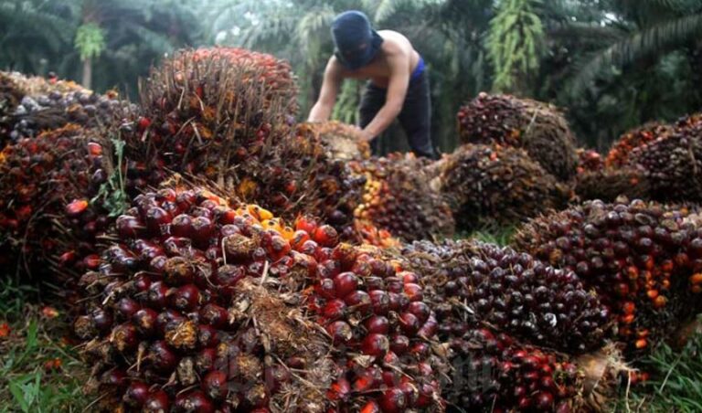 Despite Rise, Replanting Realization In 2023 Still Below Target
