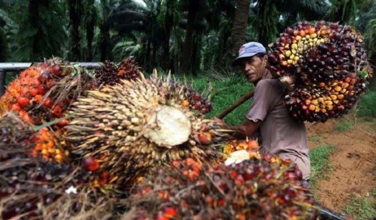 Smallholders Call For Founding of Palm Authority Body