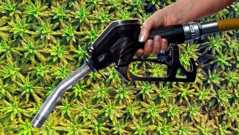 RI To Start Commercial Production of Palm Oil Gasoline in 2024