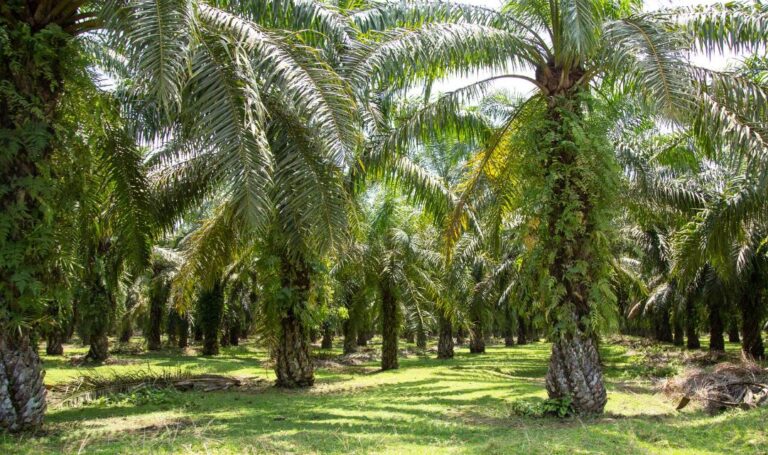 Does Palm Oil Contribute To Rural Infrastructure Development?