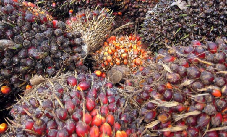 Palm Biomass Hugely Potential To Support Energy Resilience