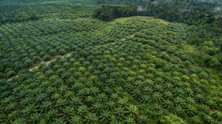GAPKI: Palm Task Force Should Heed Legal History and Certainty
