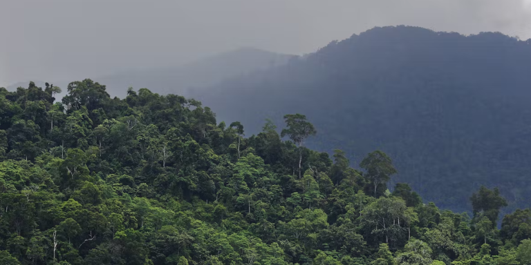 Tracing The Real Facts Behind Global Deforestation